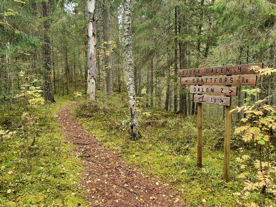 Orange markering och träskyltar visar vägen.