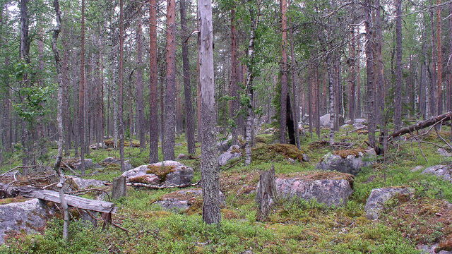 Ylinen Honkanenvaara