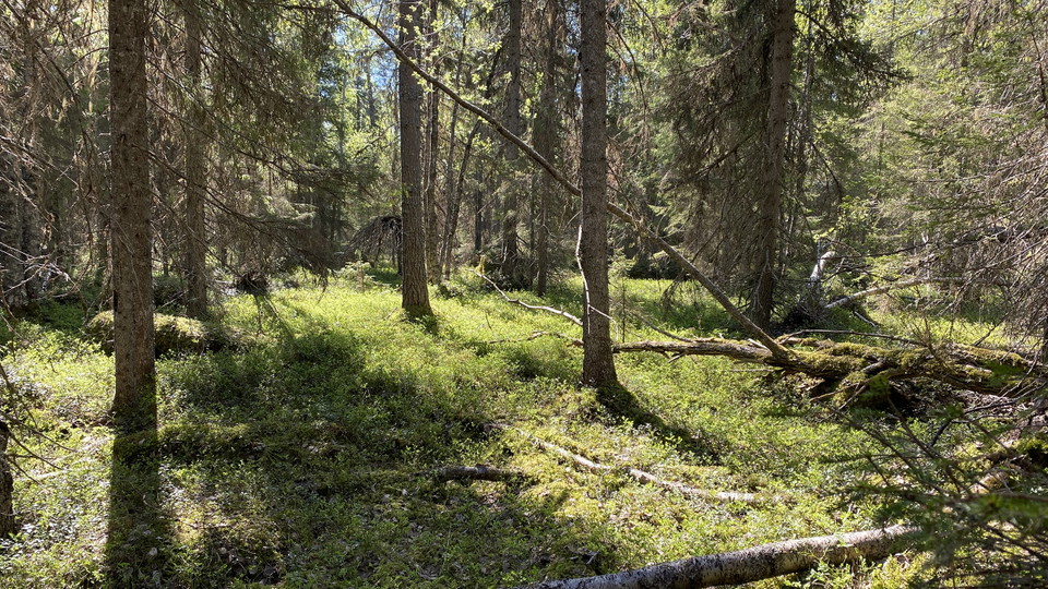 Barrskog