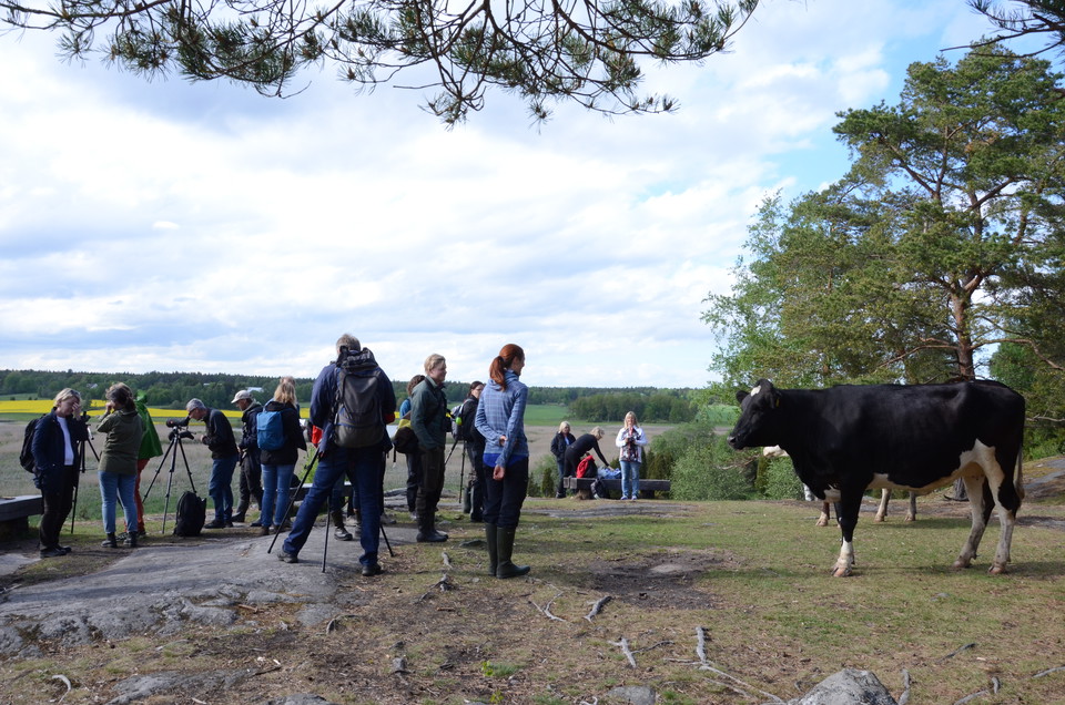 Fågel förut och kossor akterut.