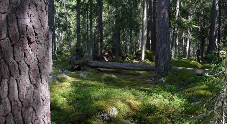 Solens strålar når ner till Österbergsmurens mossa.