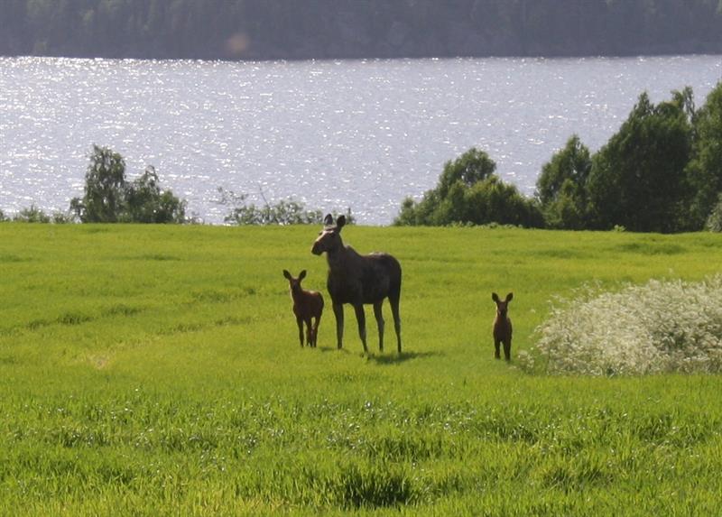 Moose safari in Trøgstad