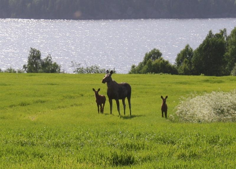 Elgsafari i Trøgstad