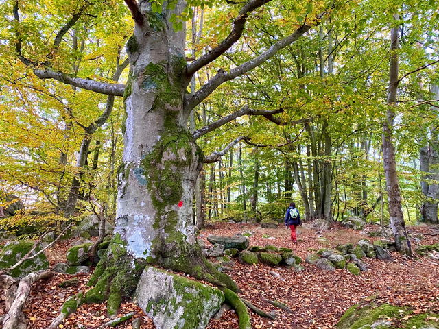 Jätte-bok Bruksviken V Eriksbergs stränders naturreservat