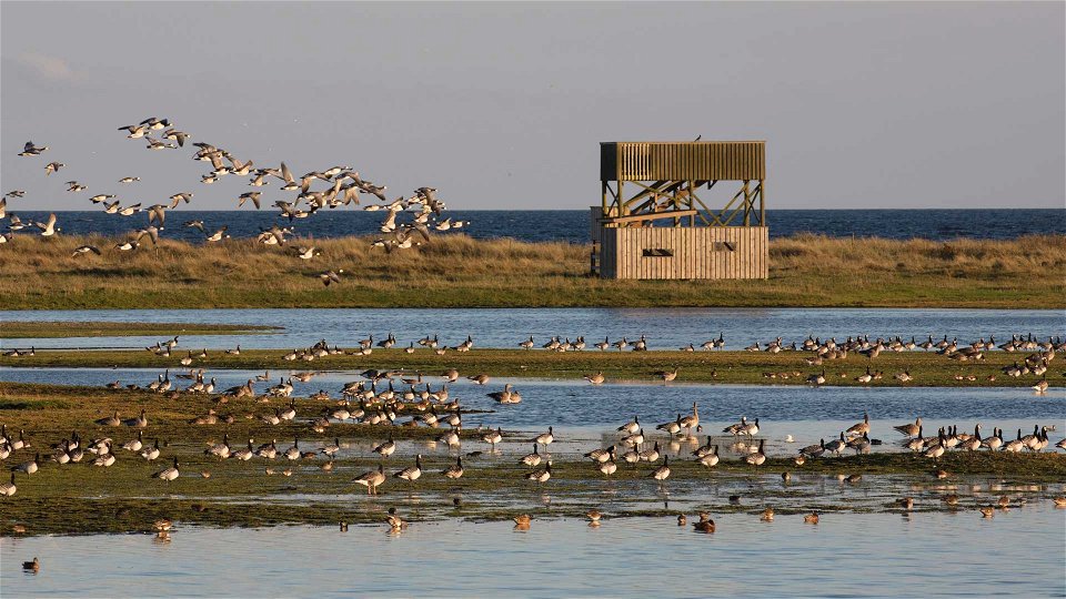 Vadarfåglar och gäss står i lagundens grunda vatten framför fågeltornet