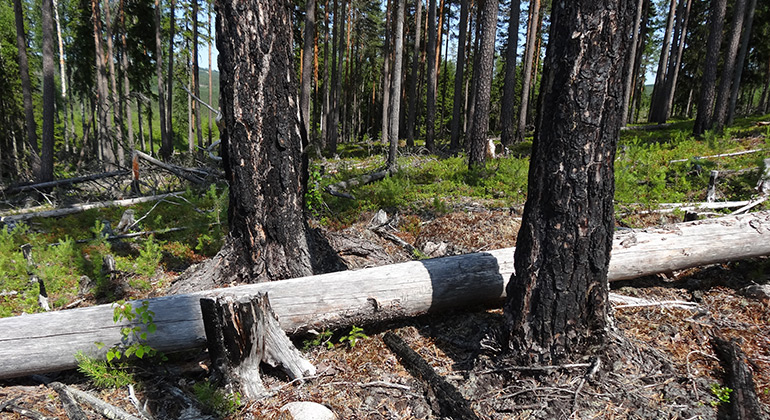 Makkaraberg, Naturreservat