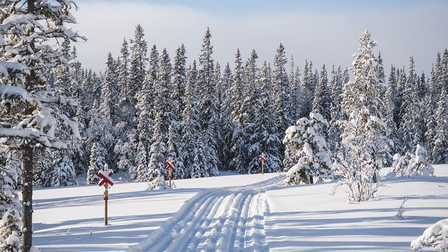 Storvallen 2,5 km skidspår (Storlien)
