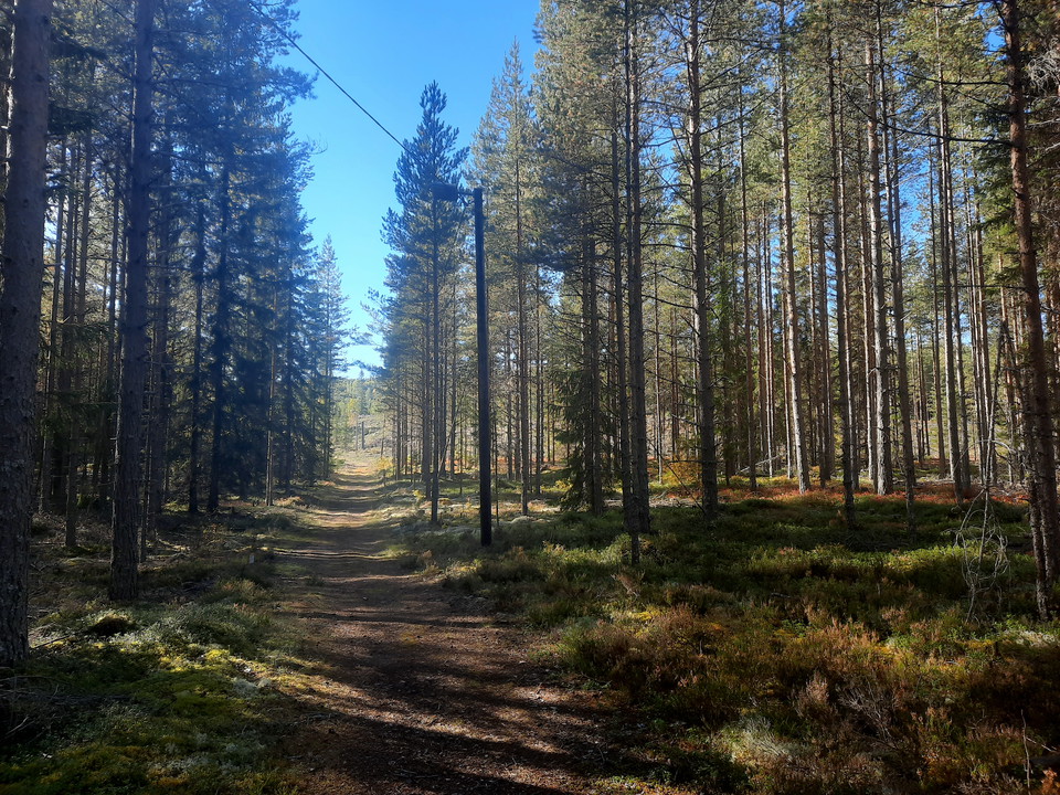 Elljusspår på bred och fin stig