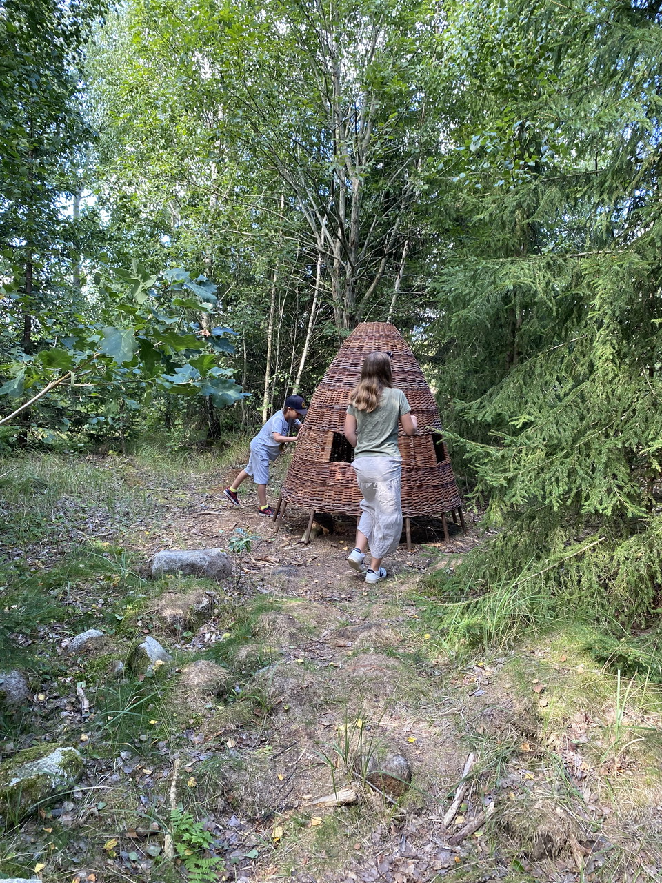 Pilkoja längs stig i skogsdunge