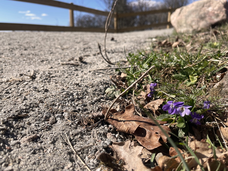 Blåsippor växer vid kanten av en grusad stig.