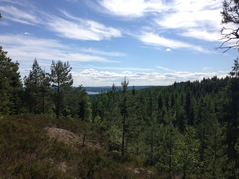 Utsikt över sluttning med äldre barrskog där man skymtar en sjö vid horisonten.