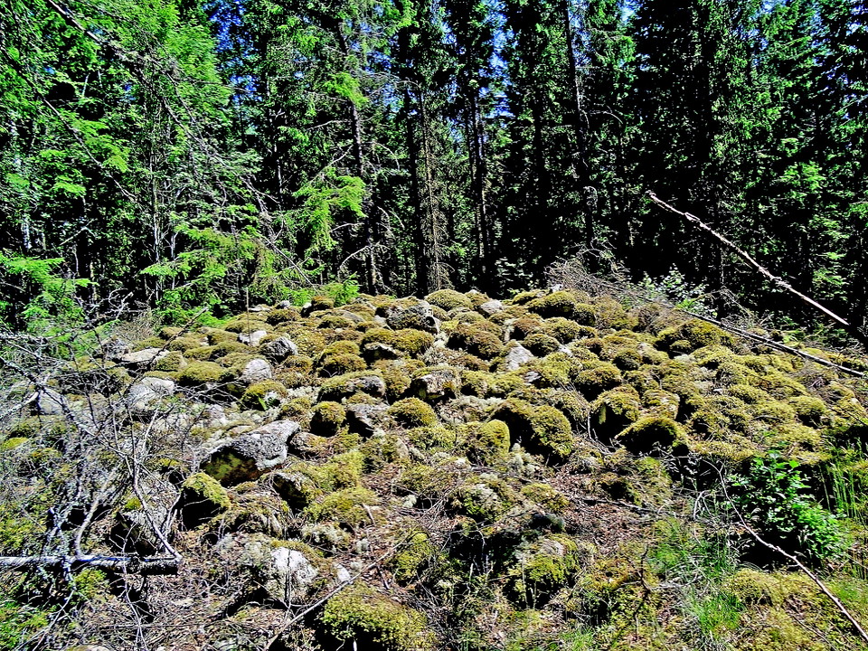 Gravröse, Mossle