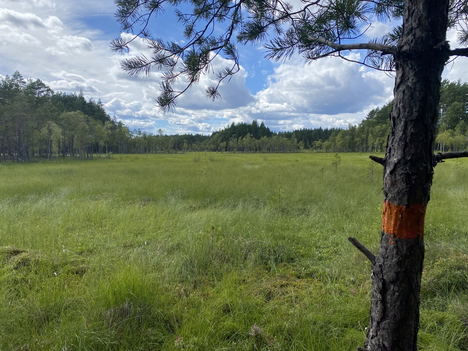 Utsikt över myrmarker