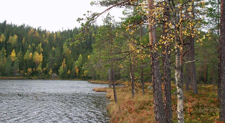 Risnostjärnen i Risnosens naturreservat.
