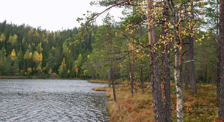 Risnostjärnen i Risnosens naturreservat.