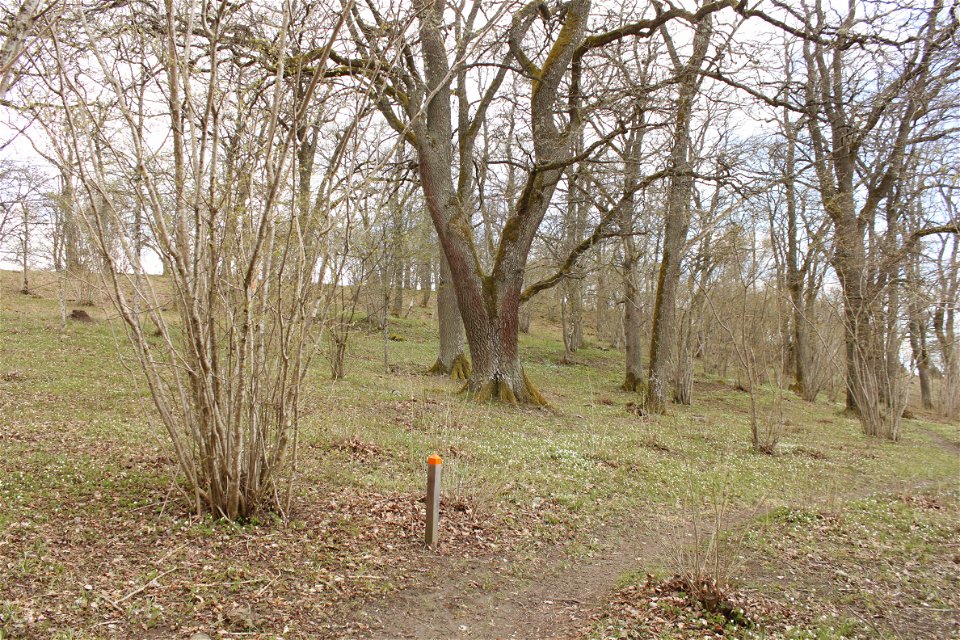 En stig går genom hagmark med lövträd och hasselbuskar. Vid stigen står en låg stolpe med stigmarkering.