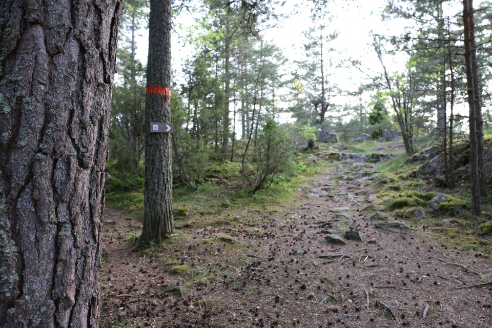 Stig med stenar och rötter och orange ledmarkering.