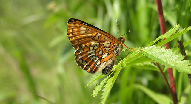 Spångabäcken, Naturreservat