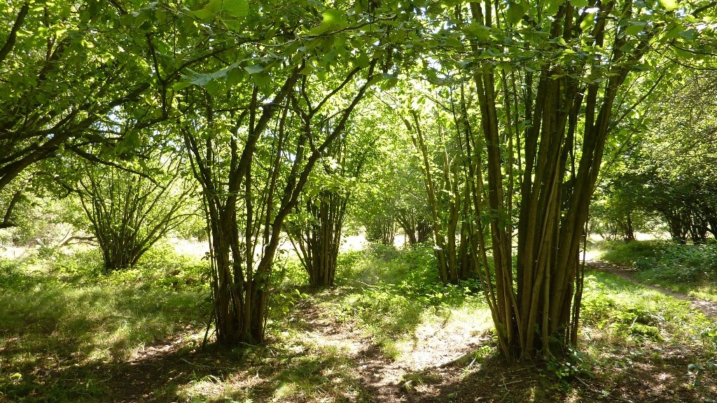 Stiby backes skog o stig