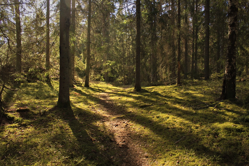 Många stigar leder dig igenom skogen