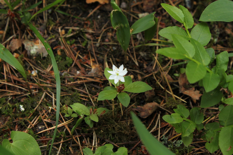 Skogsstjärna