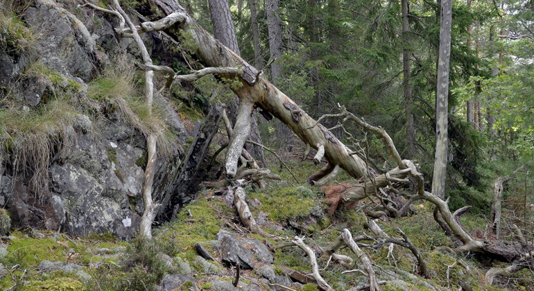 Vassviksbergets domänreservat, Naturreservat