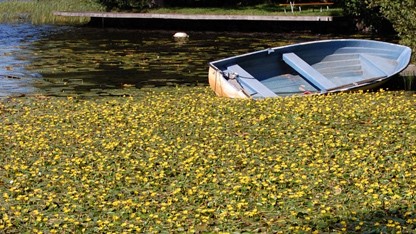 OBS! Sjögull