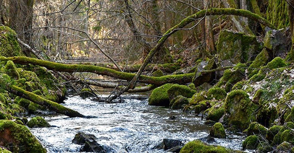 Humlehögsravinen. 
Etapp: Misterfall-Kisa. 
Kinda