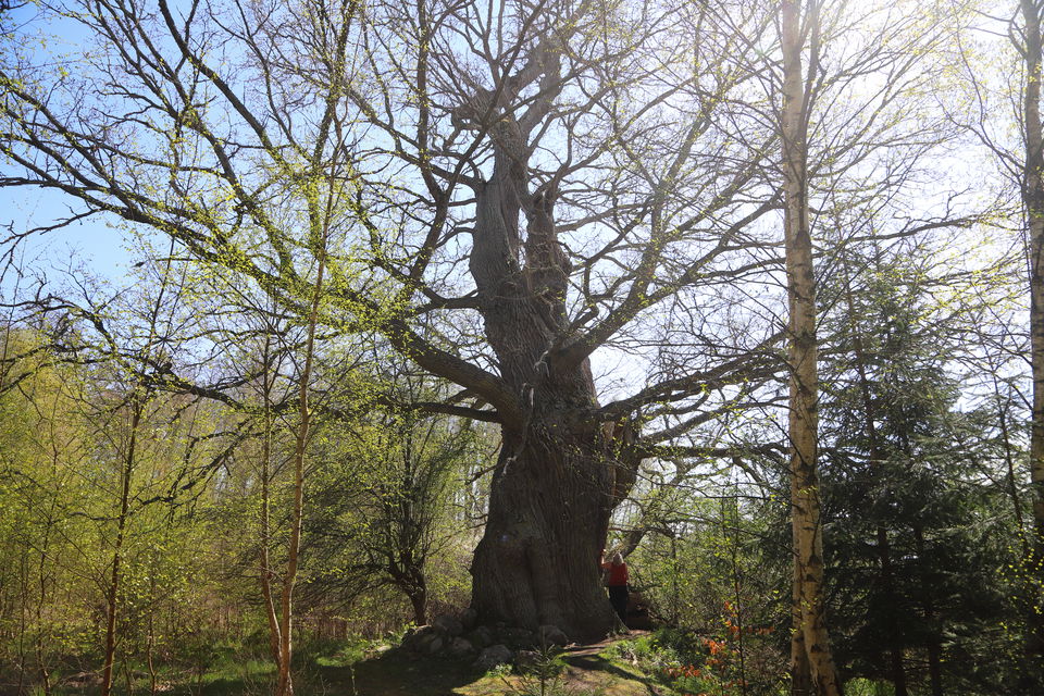 Jätteeken Stufvenäs