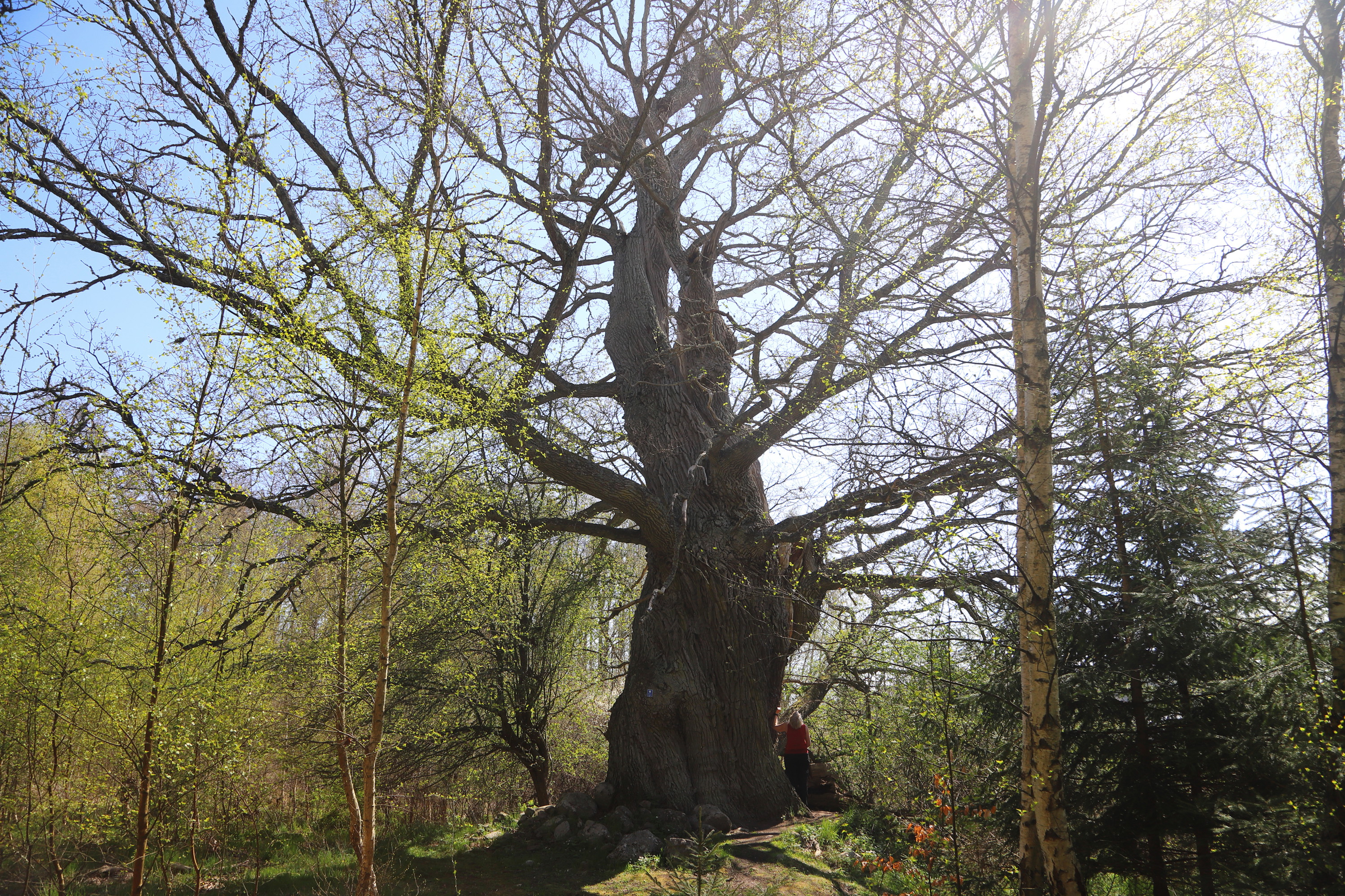 Jätteeken Stufvenäs