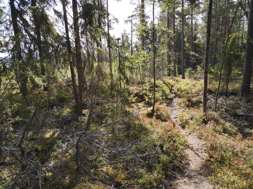 Längs med leden