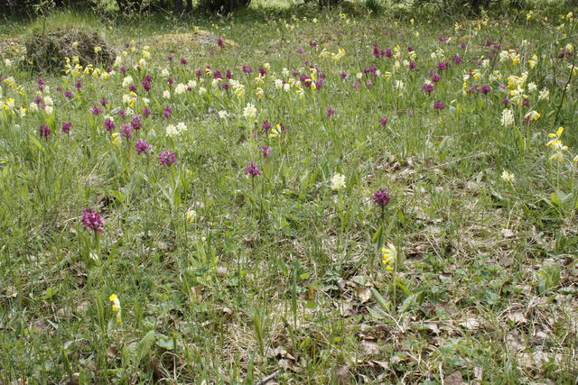 Smultronställe Orkidéängen vid Gräsö gård