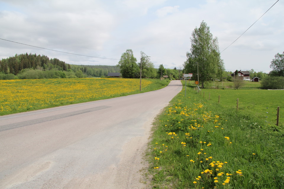 Längs landsvägen ligger gulblommande ängar.
