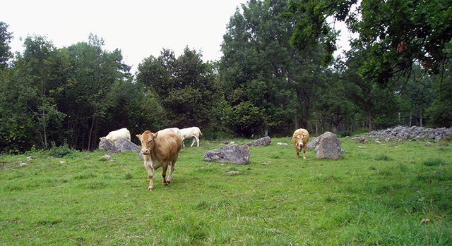 Botåsen, Naturreservat