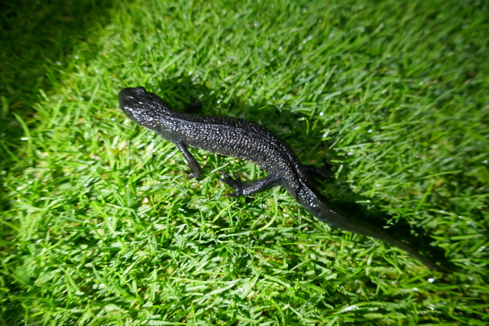 Större vattensalamander. Foto Torbjörn Peterson.