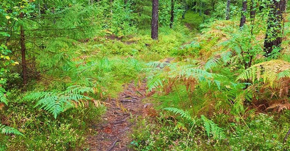 Rundslinga i Tjällmoskogarna.
Motala.