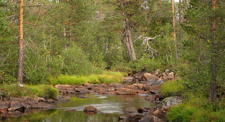 Ruttjebäcken.