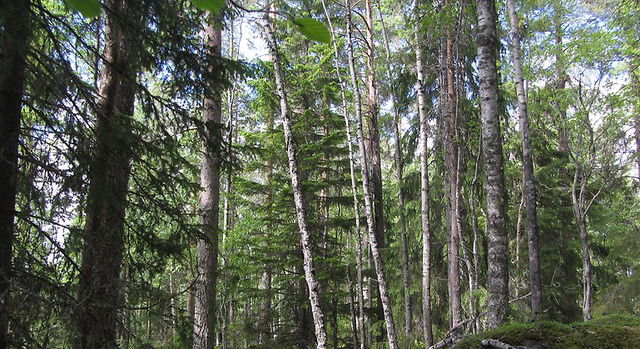 Skruvtjärnsknippen, Naturreservat