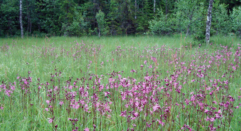 Blommande gökblomster på myren i Andersvallsslåtten.