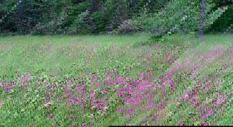 Blommande gökblomster på myren i Andersvallsslåtten.