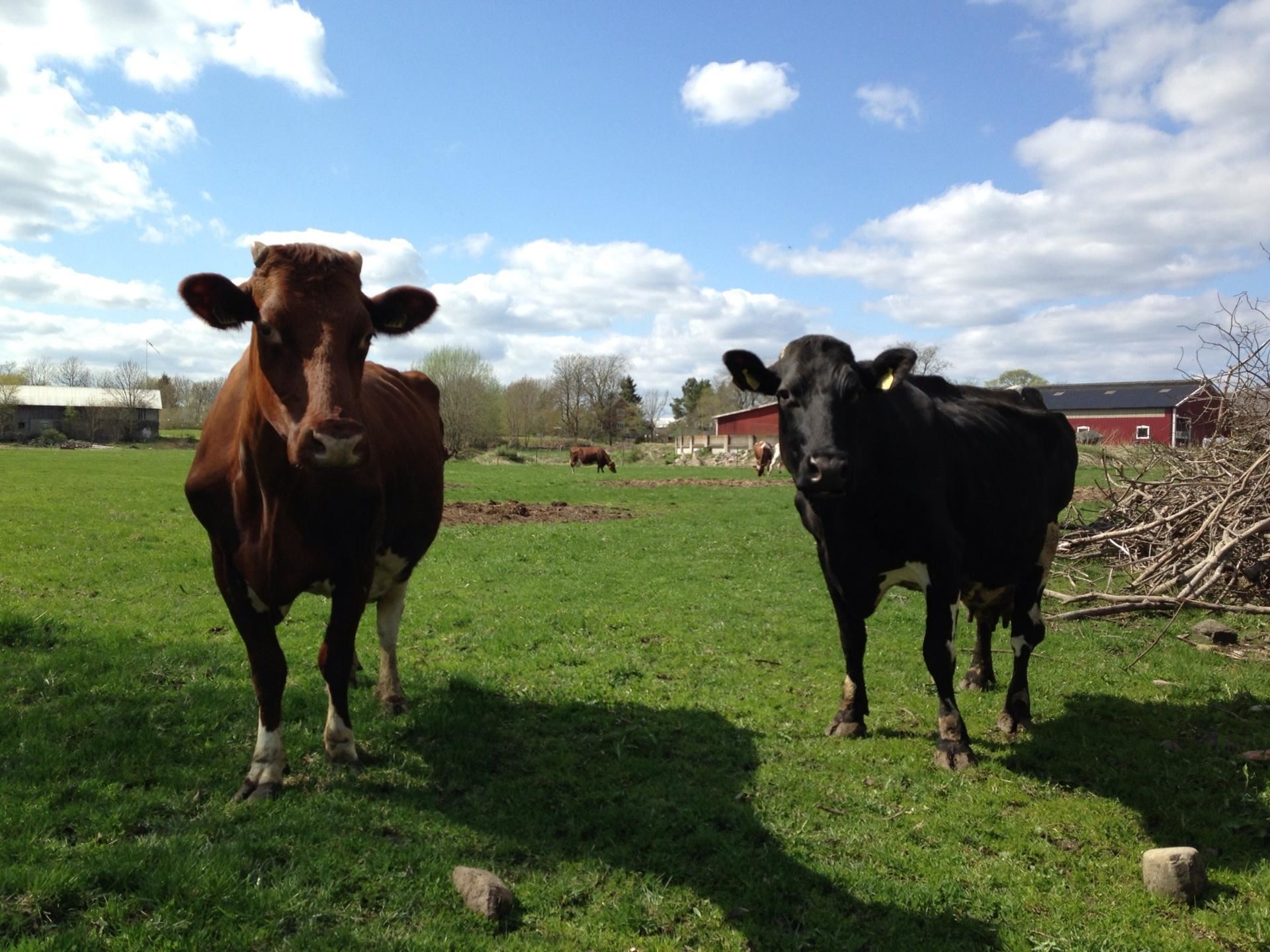 Farmor Marys Café, Väddö Gårdsmejeri