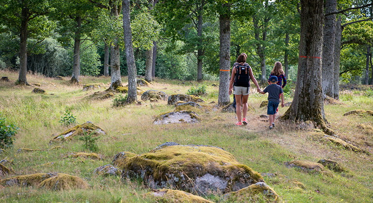 Vandring längs moränryggarna som slingrar sig genom den öppna hagmarken, Prästöleden.