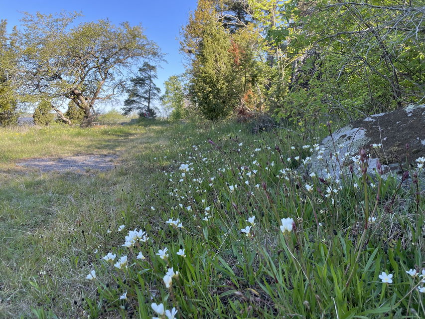 Bild på en stig som leder genom gles skog och äng med vattenglimt i bakgrunden.