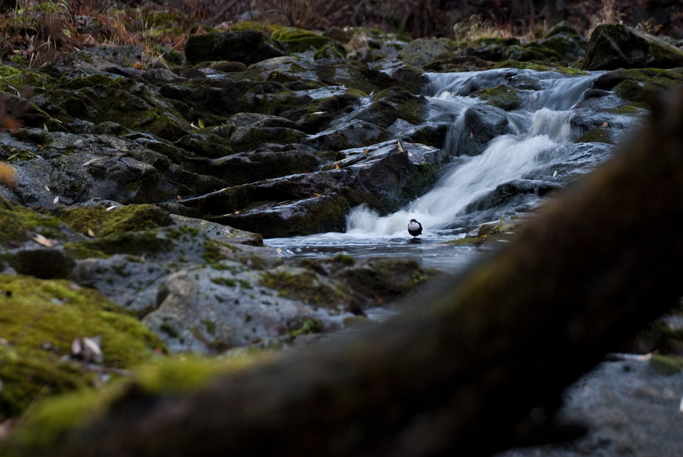 Ett stenparti med en smal forsande å. I forsen sitter en fågel.