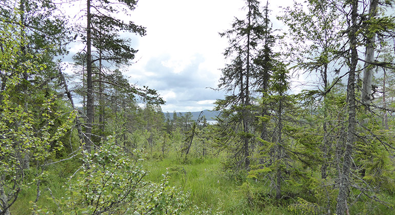 Fjärhanaskogen, Naturreservat