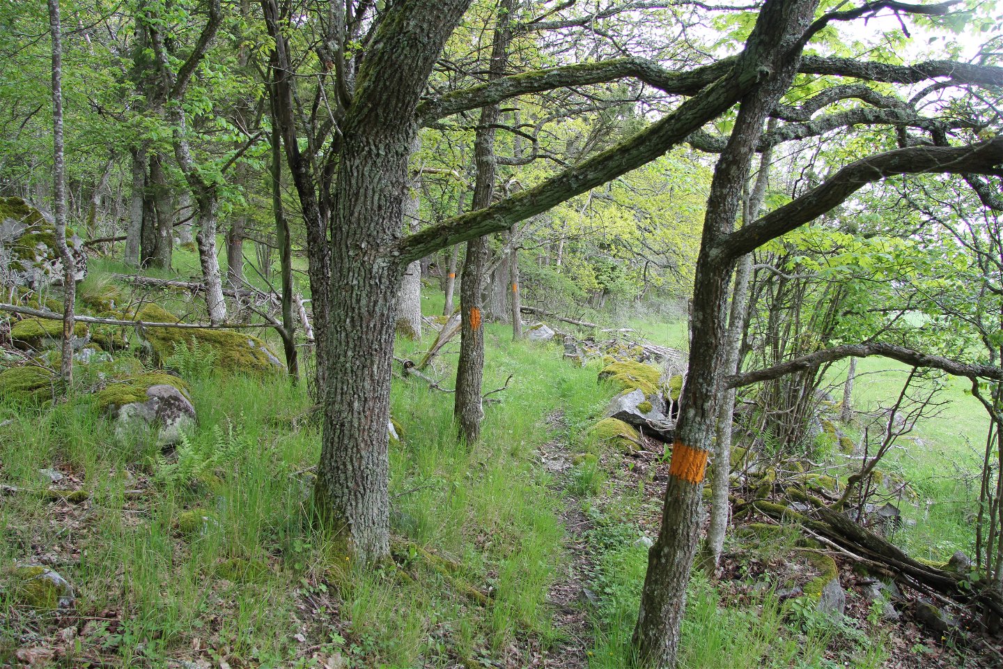 En smal stig i en lövskog, en orange markering på ett träd.