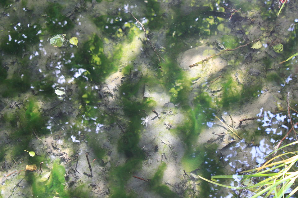 Källan har ett klart vatten och sandbotten syns tydligt. Trädens gröna löv reflekteras på vattenytan.