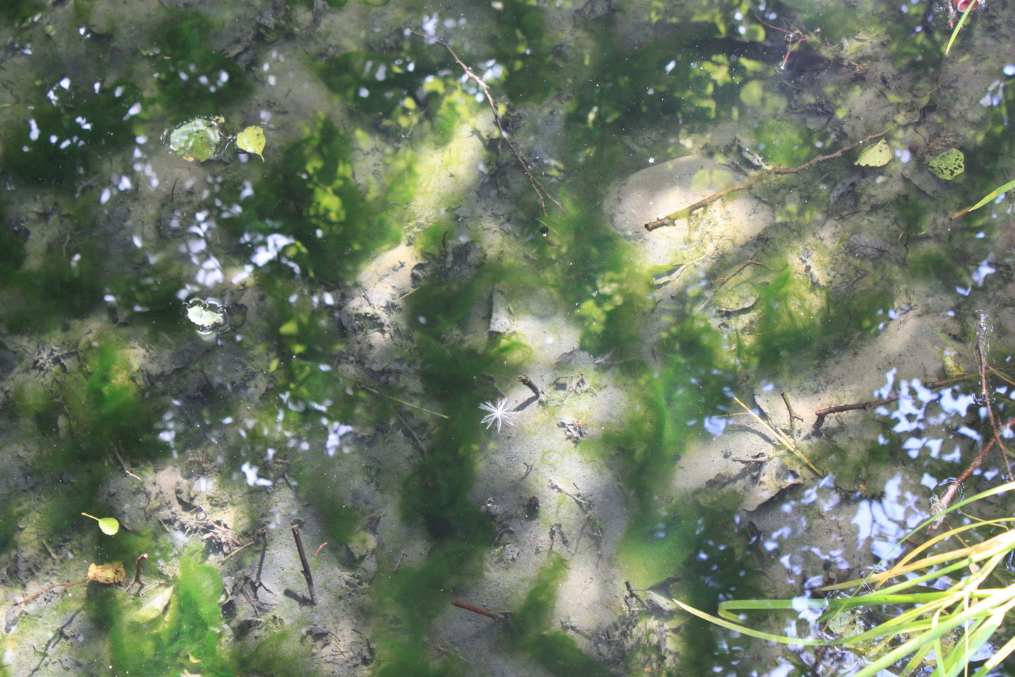 Källan har ett klart vatten och sandbotten syns tydligt. Trädens gröna löv reflekteras på vattenytan.