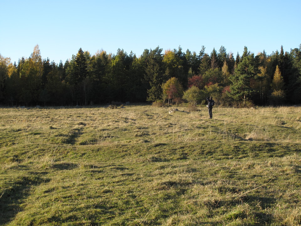En person står på en äng och tittar mot skogen.