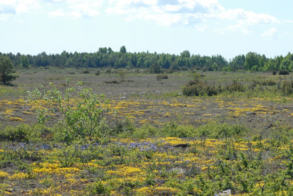 Blommande alvar